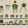 Indoor Hanging and Shelf Potted Plants with White Pots and Green Foliage