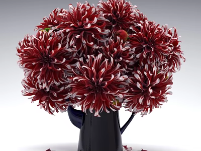 Blooming Red and White Dahlias Arranged in Black Vase with Scattered Petals 3d model