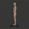 3D Human Body Model Displaying Muscular Organs And Hairless Skin Structure