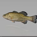 Yellow Brown Bass Fish With Black Fins And Tail On Smooth Surface With Reflection