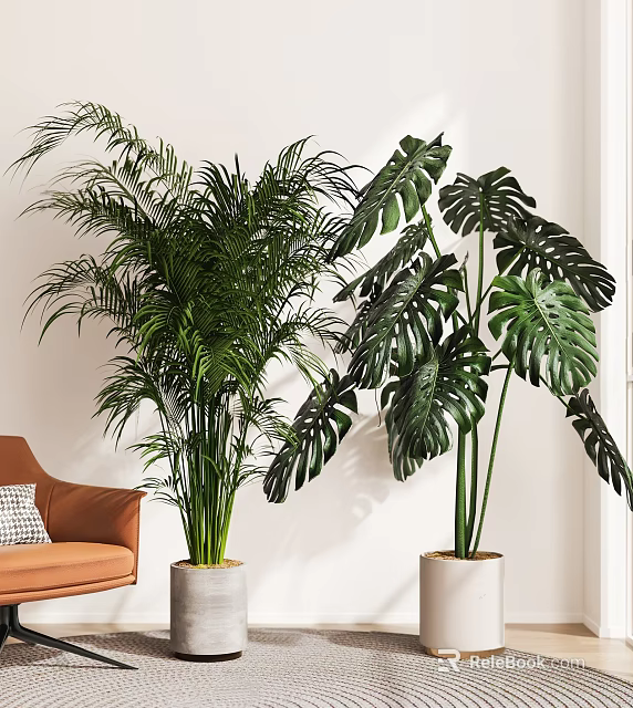 Large Indoor Potted Palm and Monstera Plants in White Pots for Living Room Decor 3d model 