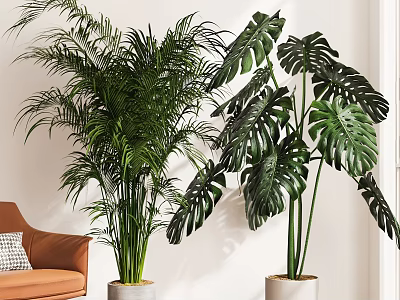 Large Indoor Potted Palm and Monstera Plants in White Pots for Living Room Decor 3d model