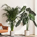 Large Indoor Potted Palm and Monstera Plants in White Pots for Living Room Decor
