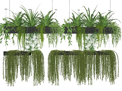 Stylish Hanging Basket Plants With Green Trailing Vines For Indoor Decoration 3d model