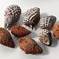Assorted Natural Pine Cones in Different Colors Shapes and Textured Surfaces