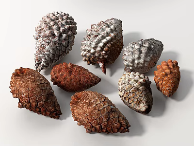 Assorted Natural Pine Cones in Different Colors Shapes and Textured Surfaces 3d model