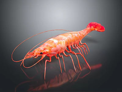 Vibrant Red Shrimp With Long Antennae White Stripes And Reflection On Dark Background 3d model