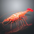 Vibrant Red Shrimp With Long Antennae White Stripes And Reflection On Dark Background