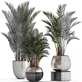 Potted Palm Plants With Different Sizes And Modern Ceramic Pots For Indoor Decor