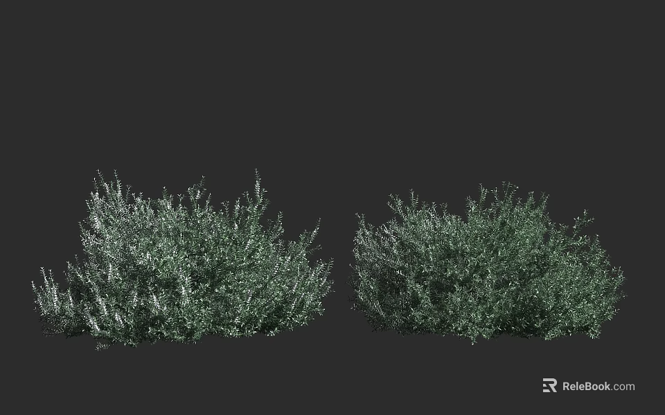 Two Different Types Of Green Shrubs With Dense Foliage For Garden Landscaping 3d model 