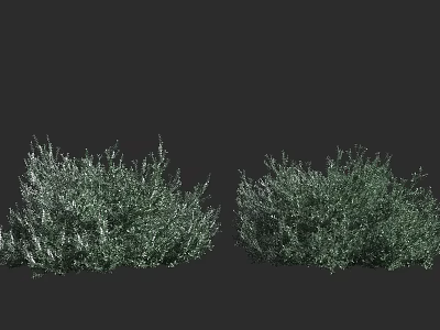 Two Different Types Of Green Shrubs With Dense Foliage For Garden Landscaping 3d model