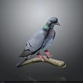 Blue Pigeon With Iridescent Neck Feathers Perched On A Branch Against Gray Background