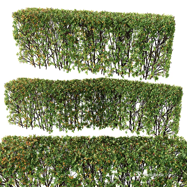 Lush Green Shrubs Arranged In Rows For Garden Hedge And Outdoor Landscaping 3d model 