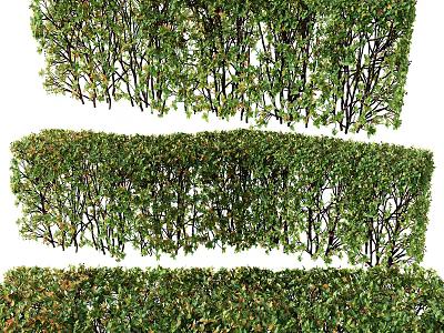 Lush Green Shrubs Arranged In Rows For Garden Hedge And Outdoor Landscaping 3d model