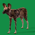 African Wild Dog With Large Ears And Spotted Coat On Green Background