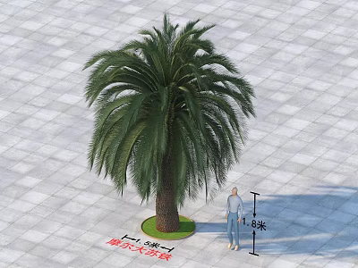 Tall Palm Tree with Human Figure for Scale on Gray Tiled Ground 3d model