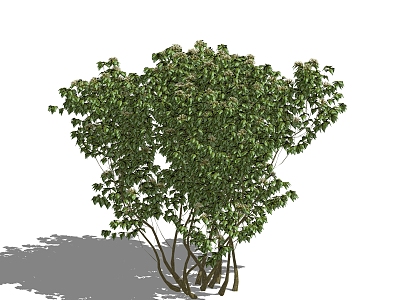 Tree model