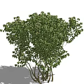 Tree 3d model