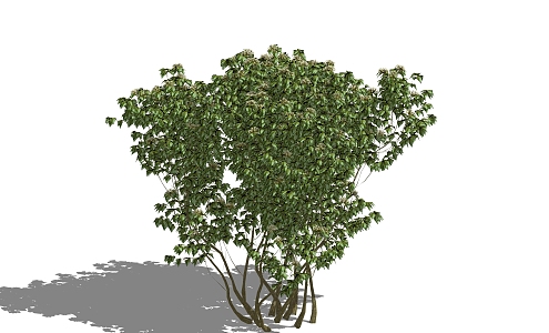 Tree 3d model