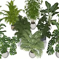 Display Of Various Green Potted Plants With Lush Leaves In Decorative Pots