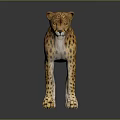 Standing Cheetah With Spotted Coat In Alert Posture Isolated On Gray Background