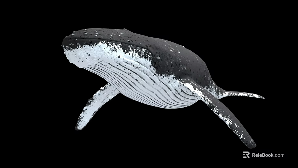 Black and White Whale with Water Droplets Swimming on Black Background 3d model 