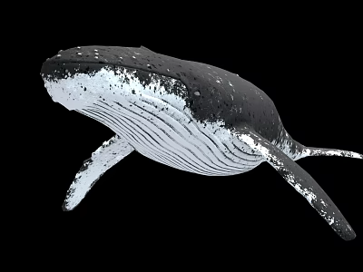 Black and White Whale with Water Droplets Swimming on Black Background 3d model