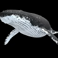 Black and White Whale with Water Droplets Swimming on Black Background 3d model
