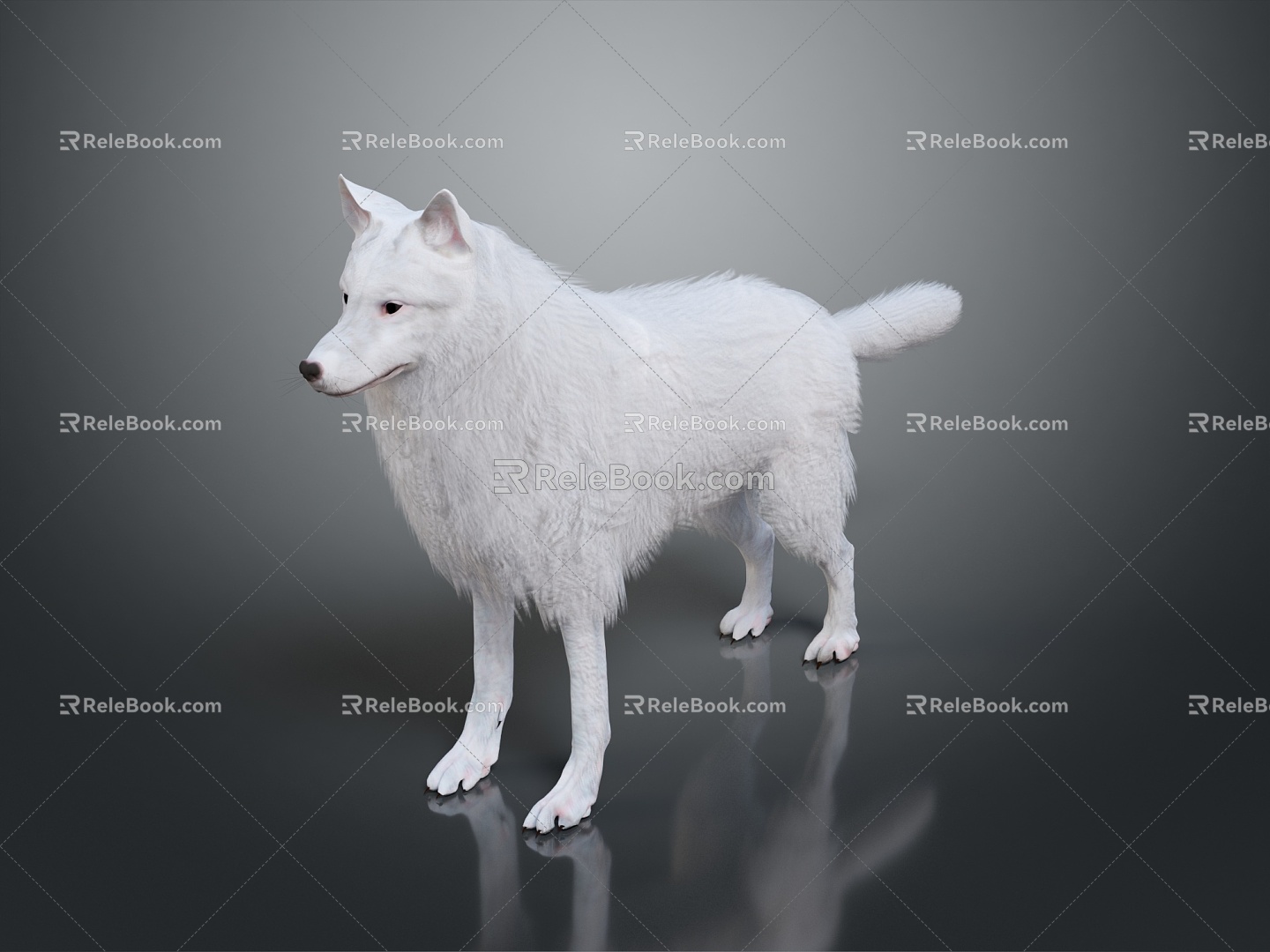 Wolf Cartoon Wolf Animation Wolf Animation Wolf Wolf Big Bad Wolf Wolf Warrior Cartoon Character Cartoon Animal 3d model