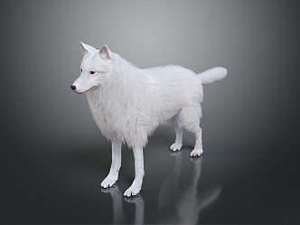 Wolf Cartoon Wolf Animation Wolf Animation Wolf Big Bad Wolf Warrior Cartoon Character Cartoon Animal 3d model