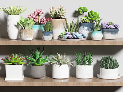 Potted Succulent Bonsai Plants On Wooden Shelves With Various Ceramic Pots 3d model