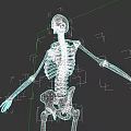 Game And Movie Skeleton Character With Detailed Bone Structure In Standing Pose