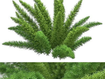 Lush Green Aquatic Plants With Long Feathery Leaves And Dense Growth 3d model