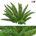Lush Green Aquatic Plants With Long Feathery Leaves And Dense Growth