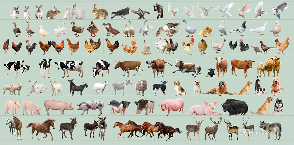 Various Reptile Species Such As Snakes Lizards And Turtles In Natural Environment 3d model 