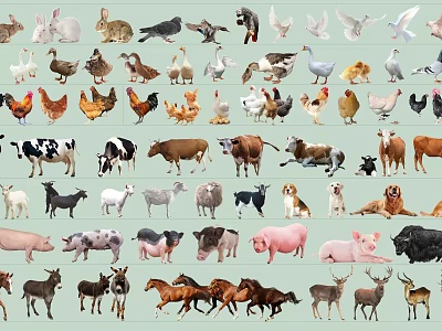 Various Reptile Species Such As Snakes Lizards And Turtles In Natural Environment 3d model