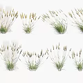 Various Ornamental Herbaceous Plants With Green Leaves And Slender Stems For Decoration