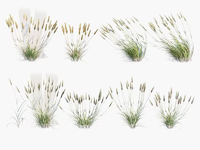 Various Ornamental Herbaceous Plants With Green Leaves And Slender Stems For Decoration 3d model