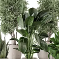 Various Potted Bonsai Plants With Different Green Leaves And Decorative Planters