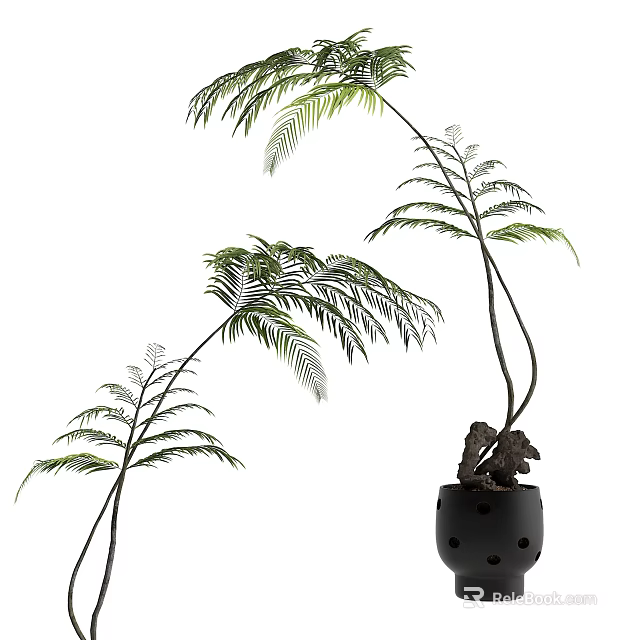Elegant Fern Bonsai Potted Plant With Slender Stems And Feathery Fronds In Black Perforated Pot 3d model 