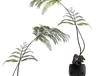 Elegant Fern Bonsai Potted Plant With Slender Stems And Feathery Fronds In Black Perforated Pot 3d model