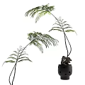 Elegant Fern Bonsai Potted Plant With Slender Stems And Feathery Fronds In Black Perforated Pot