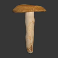 Modern mushroom straw mushroom poisonous mushroom 3d model