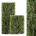 Green Shrubs In Various Shapes For Outdoor Garden Landscaping Design