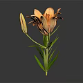 Orange Lilies in a Vase with Green Stems Leaves and Dark Background Reflection