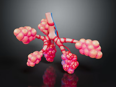 3D Rendered Lung Structure With Alveoli Blood Vessels And Trachea 3d model