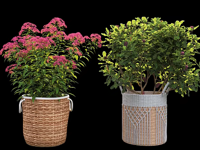 Pink Flowering and Green Leafy Potted Plants in Brown and Gray Patterned Woven Baskets 3d model