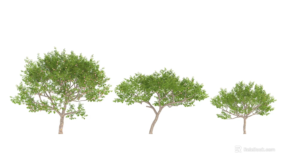 Arbor Trees With Different Sizes And Lush Green Foliage In Natural Setting 3d model