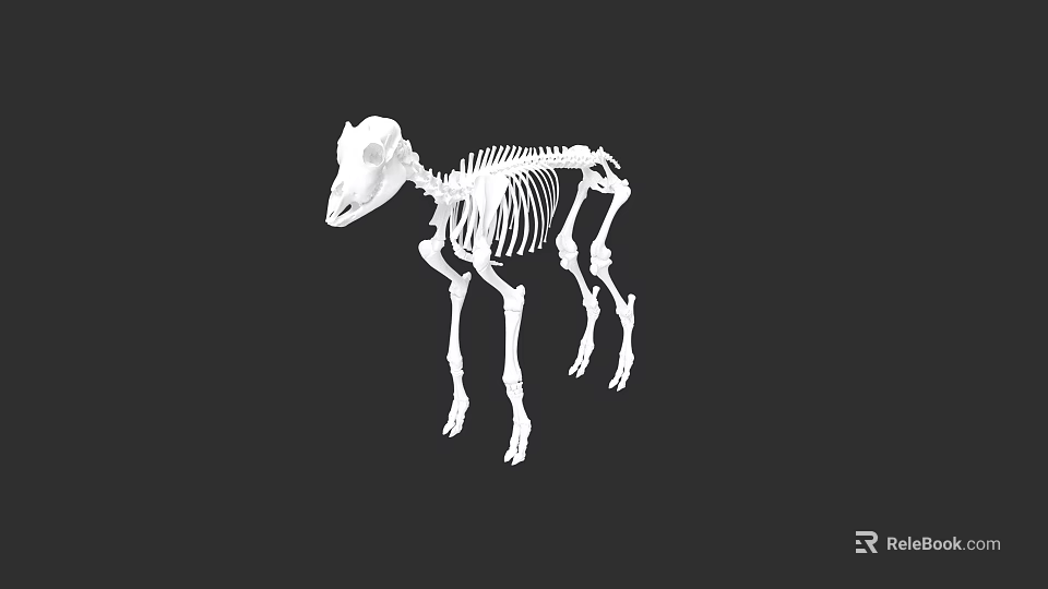 Detailed Animal Skeleton 3D Model With Anatomical Bone Structure On Black Background 3d model 
