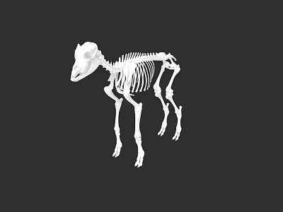 Detailed Animal Skeleton 3D Model With Anatomical Bone Structure On Black Background 3d model
